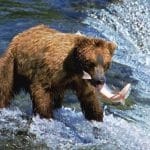 bear catching fish in stream
