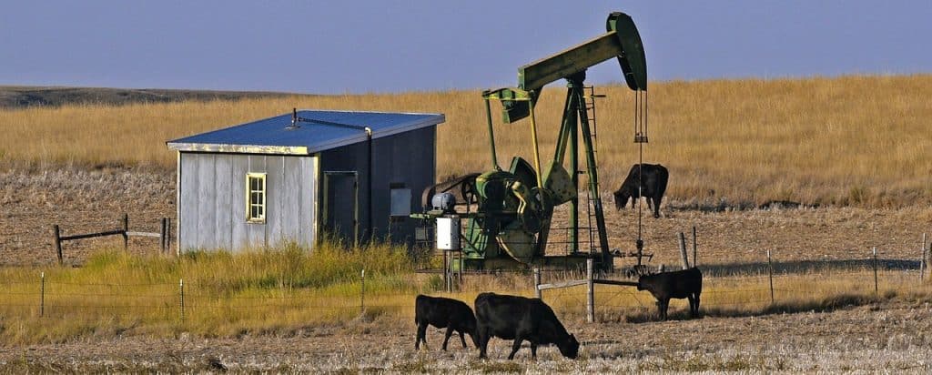 oil rig with cows