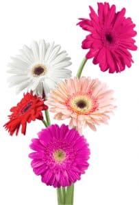 gerbera daisy bouquet