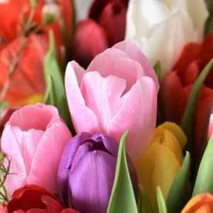 tulip bouquet