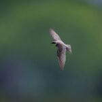 Swift vs. Dre: Whose Catalog is Worth More?