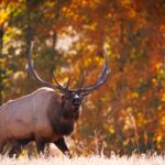 Bull Call and Bear Put Spreads for Conservative Investors