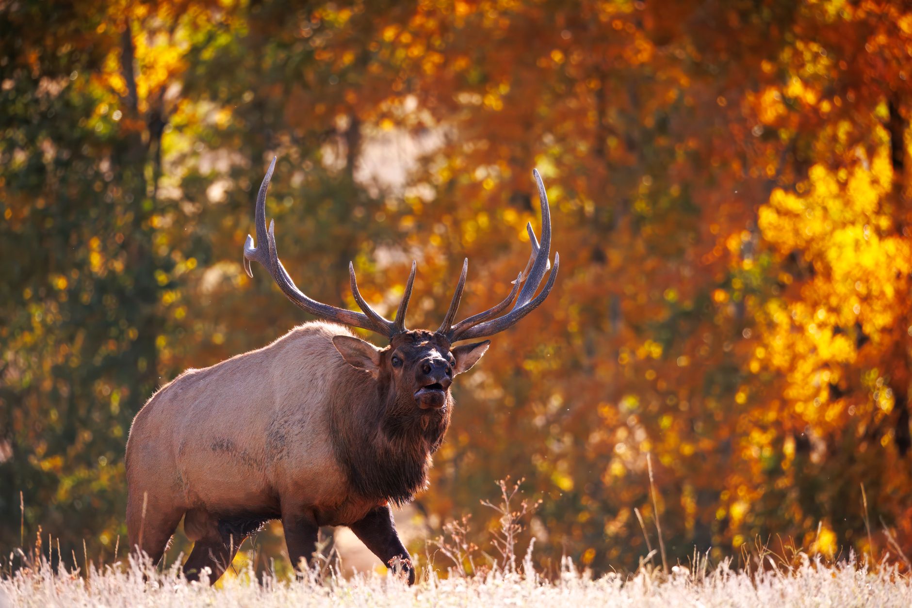 Bull Call and Bear Put Spreads for Conservative Investors