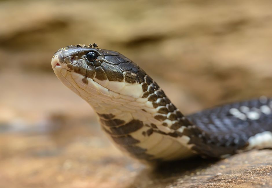 COBRA vs. ACA After Job Loss: Costs, Subsidies & Gaps